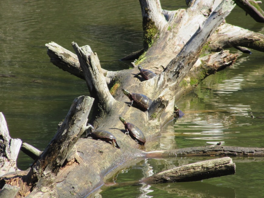 Turtles on the Log