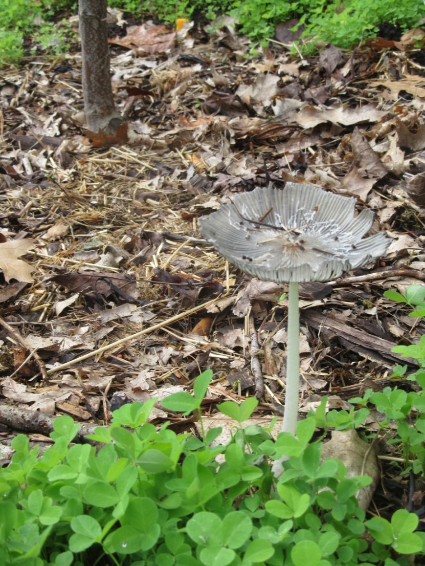 Mushrooms in the other cherry bed