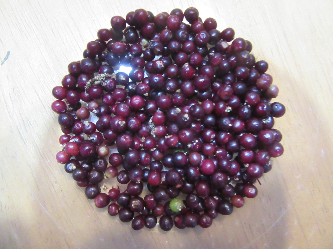 Elderberry harvest 2019