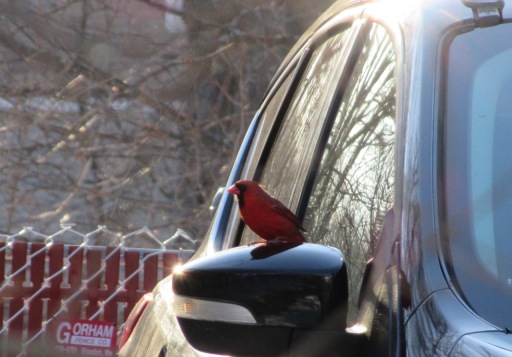 Cardinal on side mirror – 2018