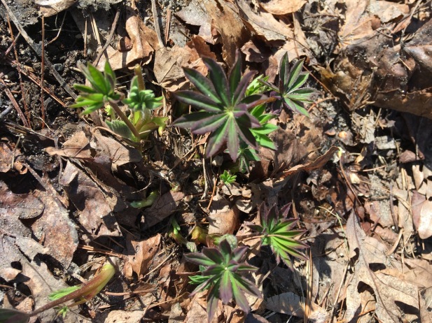 lupine coming up