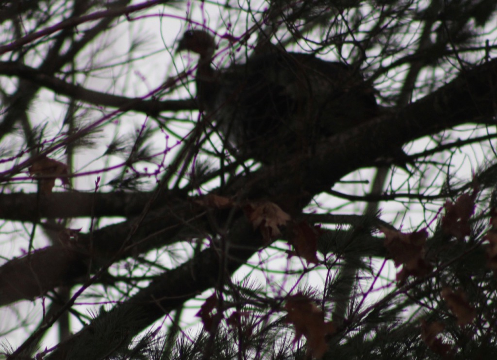 Turkey in a pine tree at dusk, mostly black and white silhouette. 
