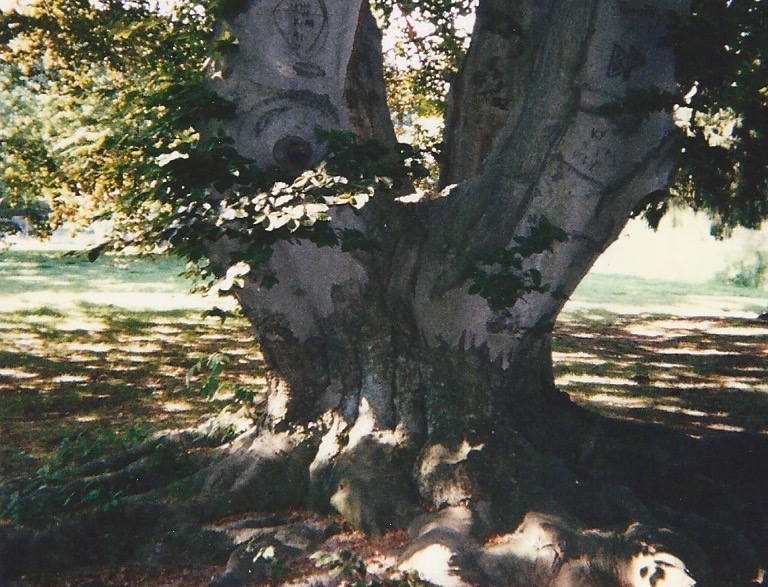 Beech tree with markings and roots