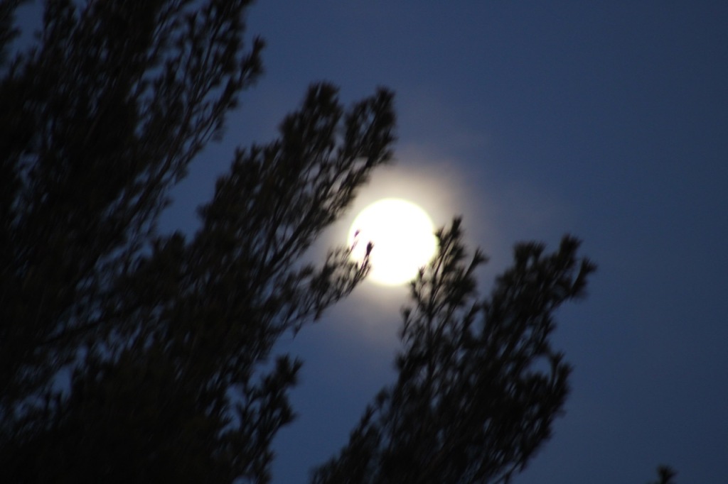 Full moon shining between dark pine branches on a dark sky