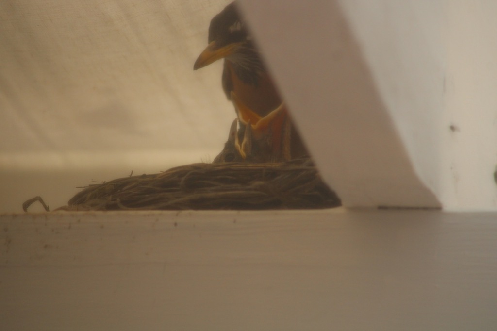 Slightly behind a white crossbeam is a parent robin with two little babies with open beaks in a nest.