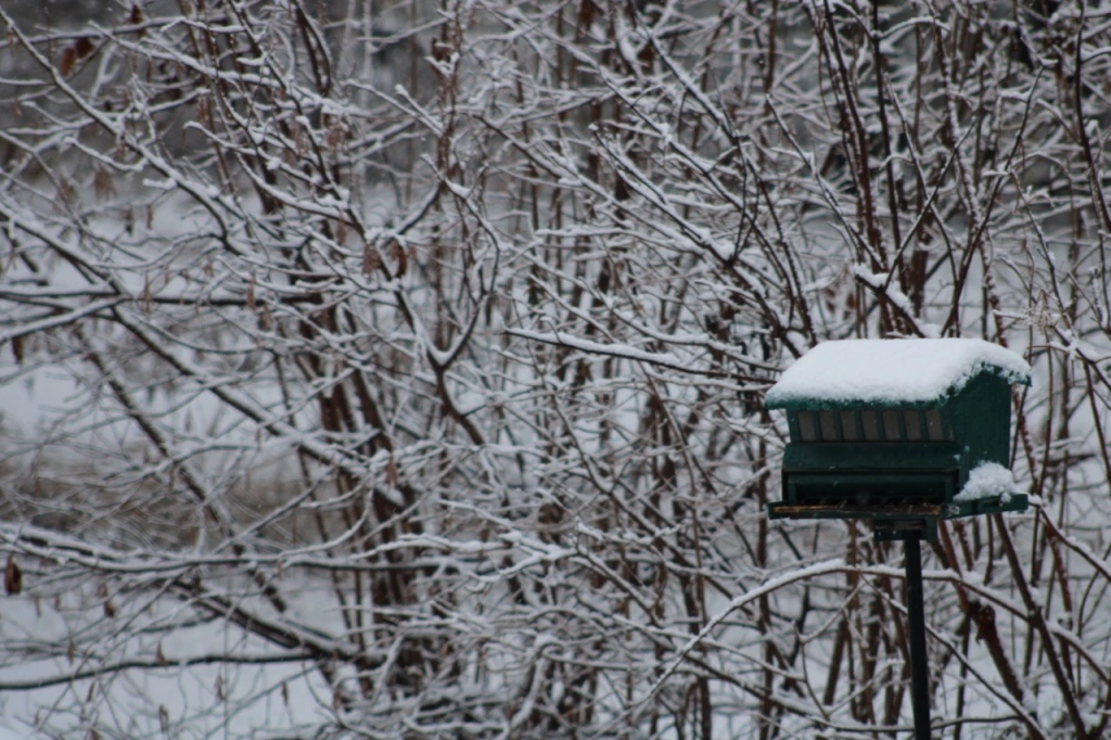 Green bird feeder in front of snow covered branches of hazelnut hedge.